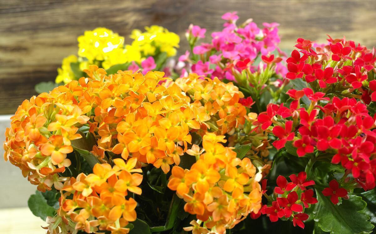 盐碱|长寿花好看却养不好,对照这“7点”,来看看问题出在哪