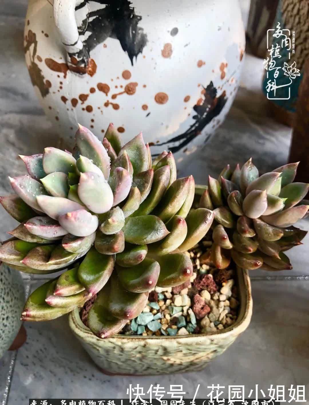 不羡鸳鸯不羡仙,只羡东北来春天!多肉冬去春来!