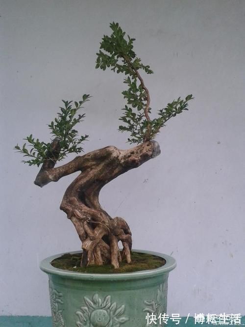 大树|几年前别人送的盆景,让父母养成大树了,现在想把它养回盆景,可以吗?该怎么做呢?