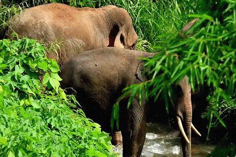 普洱市 普洱:“象”见恨晚的地方