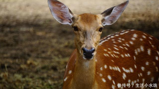 臭虫|农村人嫌弃的臭虫,却成堪比鹿茸的好东西,城里一斤150,不理解