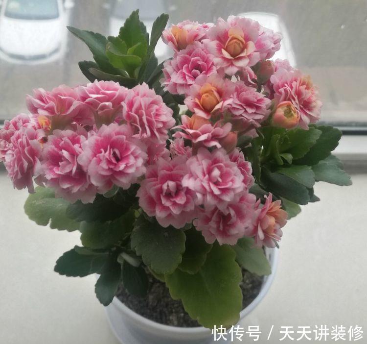 3种花好养又漂亮,养在家里美不胜收,颜值超高的