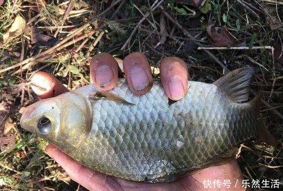 垂钓|钓鱼鲫鱼都分布在哪里,有什么需要注意的地方吗