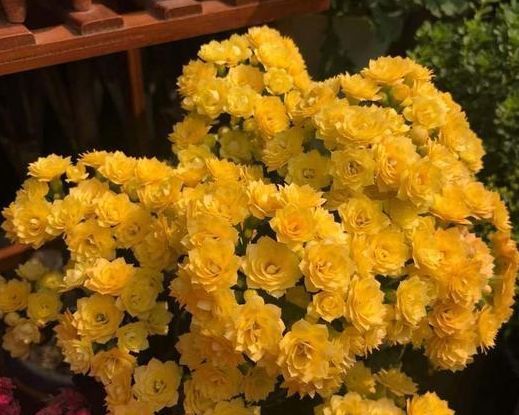 这几款植物养在家里,花期长易打理,不仅好养活,还有趣味