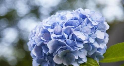 绣球花的颜色多变很好看 但是颜色是可以人为操控的 快资讯