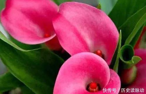 养花养个花期长的,花大色艳,四季繁花似锦,美极了