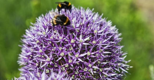 大丽花|五种花开花就变成“球”,好看好养还不挑地方,家里养一盆正合适