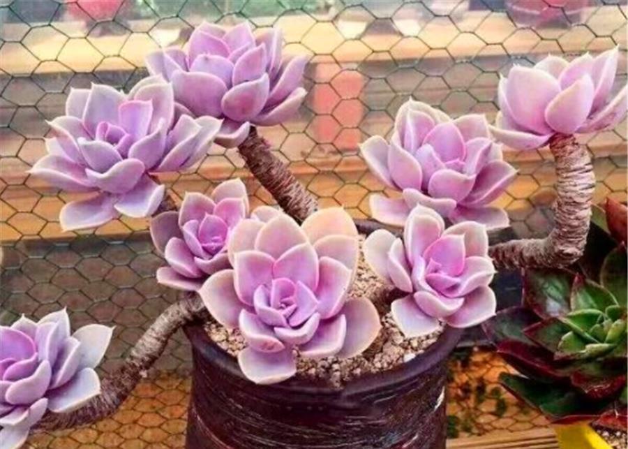 夏季|叶插的多肉有“3怕”,难怪夏季成片死亡,学会了安全度夏根系壮