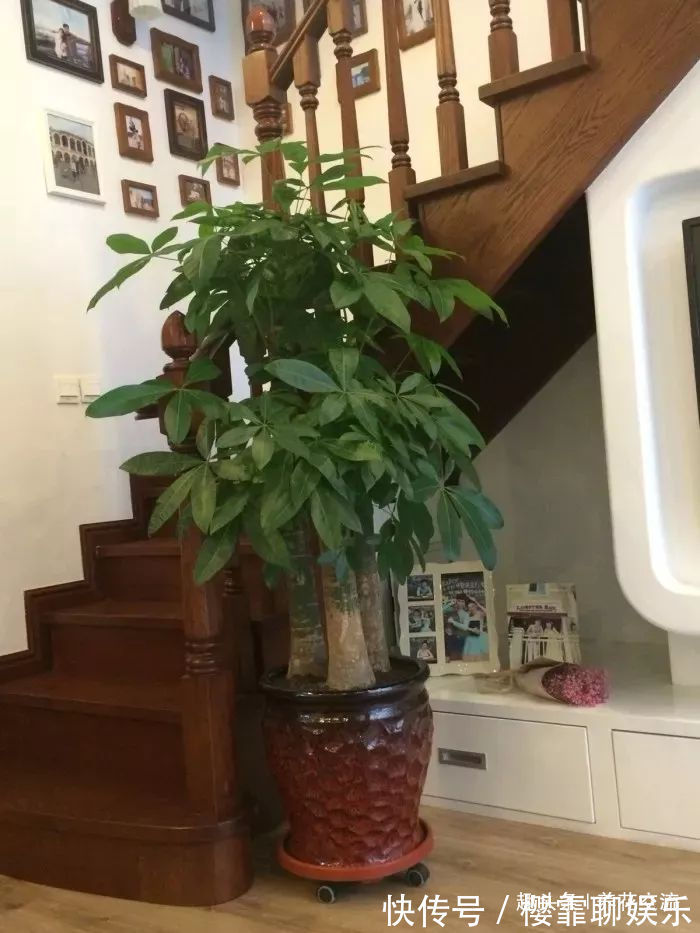 发财树|家里几种特耐旱的植物,整个冬天不用浇水也能存活