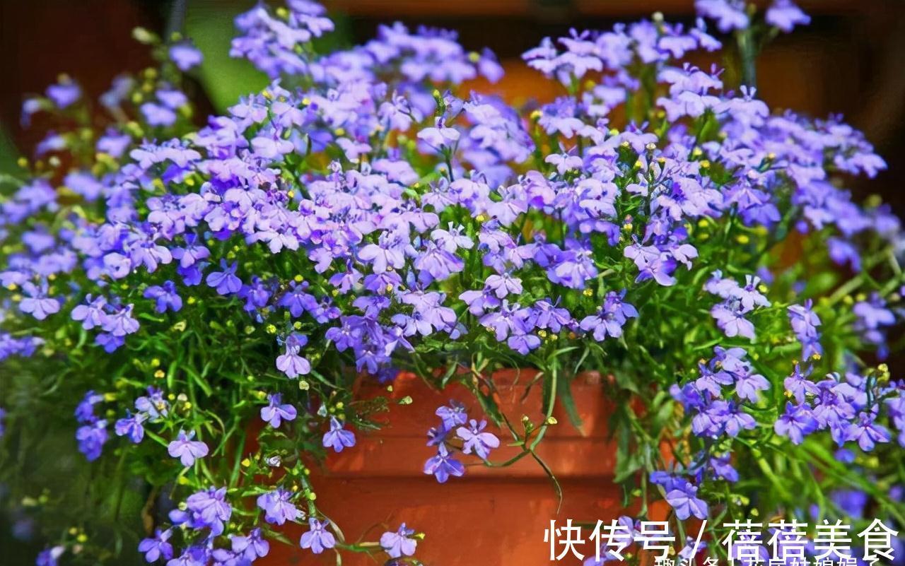 家居空间小没地方养花?16种适合吊养的花,小空间养花的必备良品