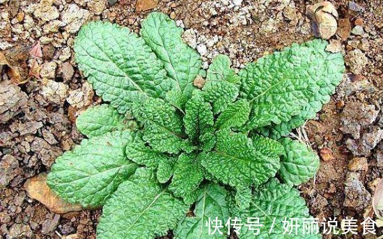 痔疮|生长在农村的野草,长的虽丑,却可以止咳消炎,治咽炎,疗痔疮