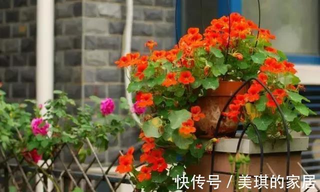 盆栽|适合盆栽吊起来养的花，这些花觉得值得你养