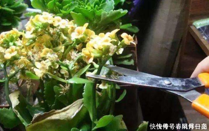 施肥|长寿花谢后别闲着,学会3个“巧”,多次开花易如反掌,花量也大