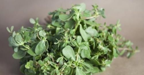 它被人们亲称免费“长寿草”,坚持煮水喝,收获的好处花钱也难享