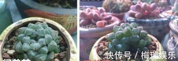 叶片|“塑料瓶”竟是养花神器,学会“4种”用法,一生受用、养花旺