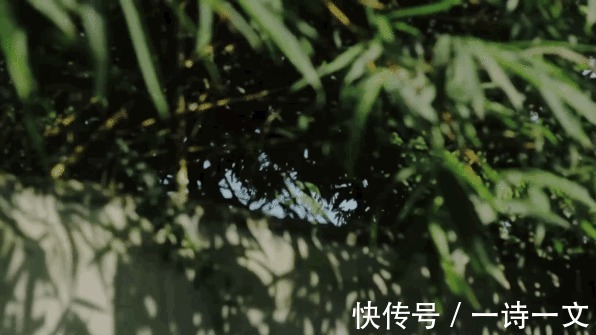 风雨|一草一木,都是人间风雨