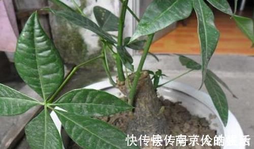 4种植物最适合懒养,十天半个月不用浇水,照样长势旺