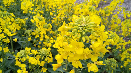 如果你是爱花人，鲜花定会为你开