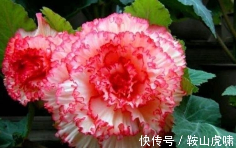 养花试试此几种，花大色艳花期长，繁花似锦，美轮美奂