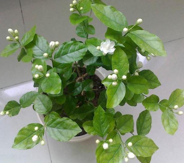 盆栽茉莉取代人造香水,该如何养好掌握4点,开花又白又香