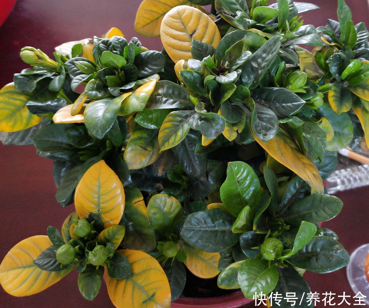 4月养花病虫害，白霜、黑斑、黄点儿···再不治就死光了