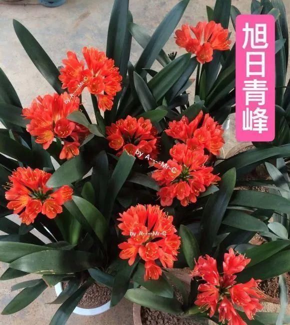 长寿|一棵长寿的花,124个花箭,开花,锅盖打开的方法