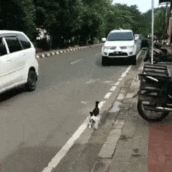 |自由让狗狗面目全非?柴犬别名日本哈士奇!搞笑它是认真的?