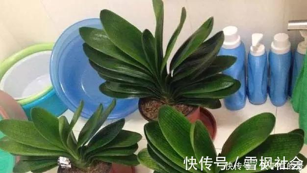 把它倒在花盆里,君子兰疯长如野草,一次能开30多