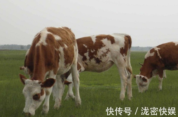 乐享天伦|马牛虎猴鸡五大生肖，在以下几个时间点出生最好命，看看有没有你