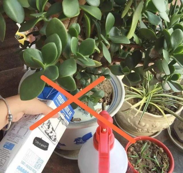 不换盆、不换土“搞定”花土板结,撒点粉喷点水,轻松解决难题