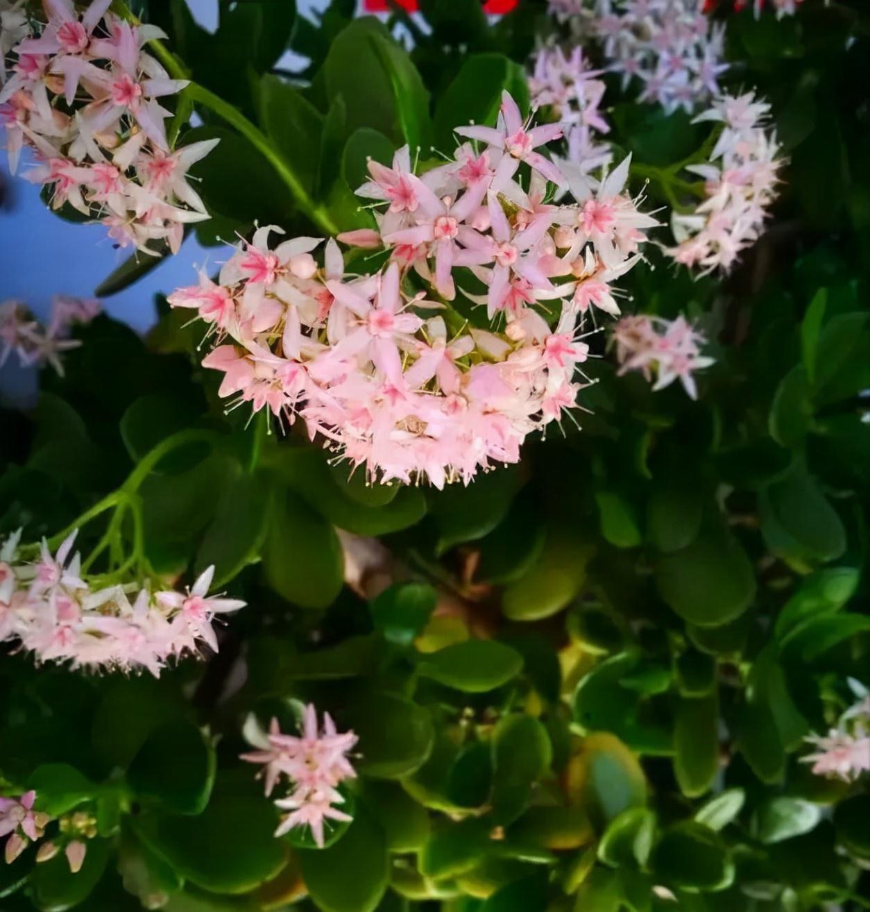 玉树|客厅见树,家业稳固,适合客厅养的8种树,大气美观,增添幸福感