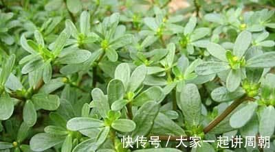农村|又到了去农村挖野菜的季节,冀南这些常见野菜,你喜欢哪个?