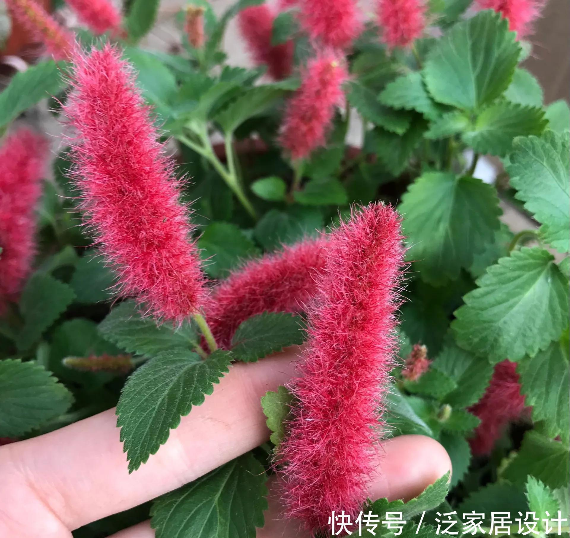 养花位置不够了?养这“6种”可以吊起来养的花,好看又不占地方