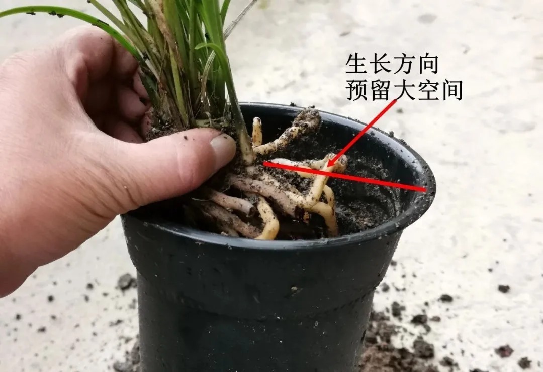 兰友|买回来的兰花,种植前只需要注意这几个细节,很容易就能成活