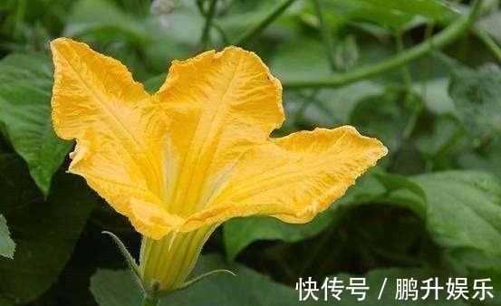 农村人|以前被农村人“嫌弃”,殊不知其营养价值,现在却被当成“宝贝”