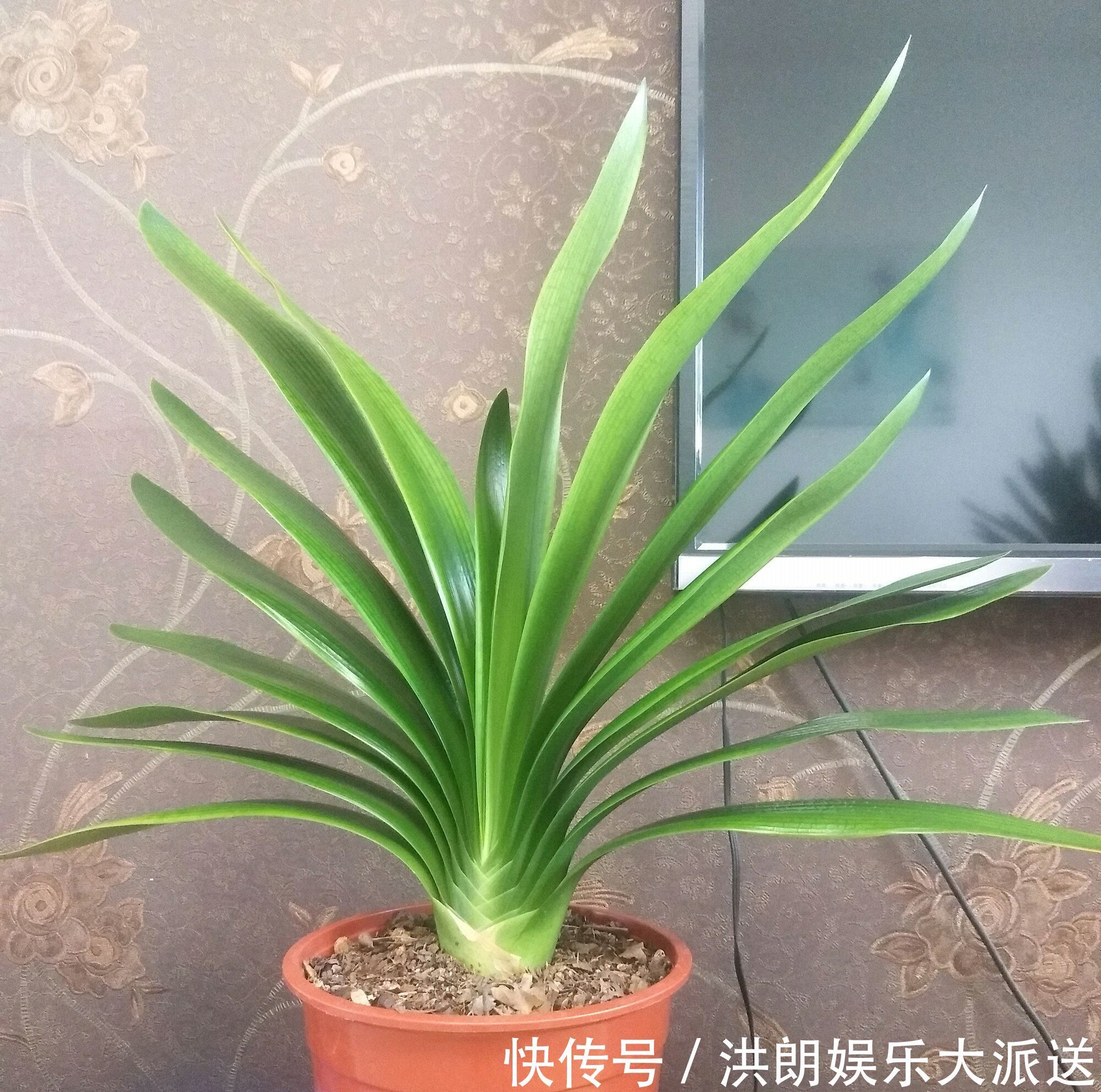 磷酸二氢钾|君子兰窜剑后该如何浇水容易忽视这个小细节,很多人中招