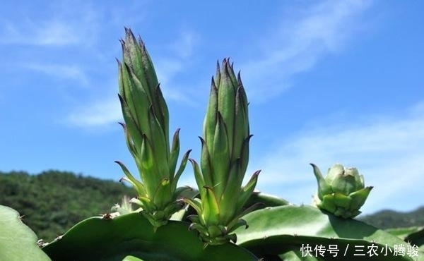  花多果|盆栽火龙果花多果多得这么管!