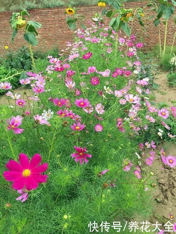 有院子的话,种这6种花,沾土就活一大片