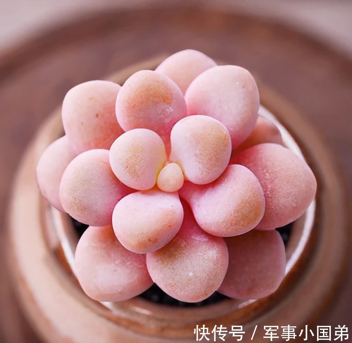 喜欢桃蛋,10月份入手后宠着养,叶子会粉嫩又肥胖