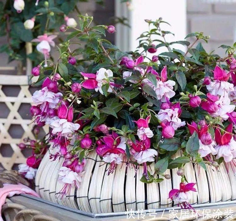 浇水|6种花,最怕热,30度就黄叶,再乱浇水,容易“烂根”