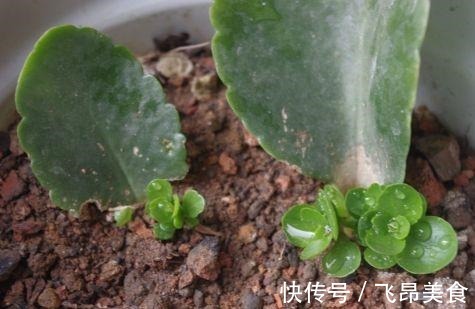 长寿花二十块一盆别花冤枉钱,这么一搞满阳台都是!