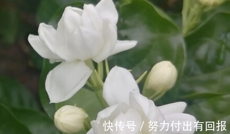 自来水|茉莉花黄叶不开花?做好这几点,绿叶白花,又多又香
