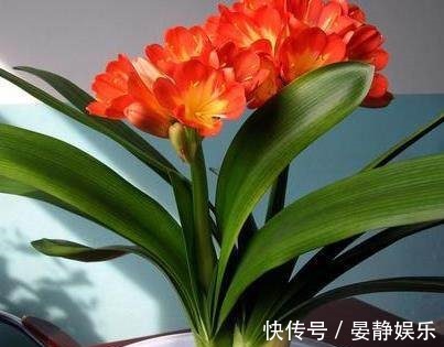 君子兰也喜欢吃“醋”,打翻醋坛子就能射箭,开花爆盆不是梦