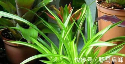 新手养花盆栽土里就掺杂它，土壤不结块，花草不闷根、烂根