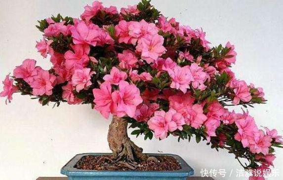 自来水|养花盆土易板结,挖个“小坑”巧解决,营养又透气,两年不用换盆