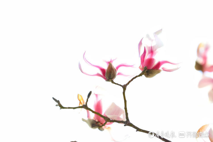 好美的玉兰花！济南趵突泉玉兰花姿态秀丽优雅绽放啦|情报站| 好美的玉兰花！济南趵突泉玉兰花姿态秀丽优雅绽放啦\＂,\＂i12\＂:\＂情报站