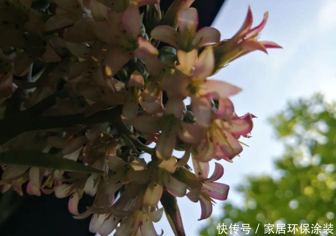 多肉开花会死?别担心,开完砍一刀,活得好好的