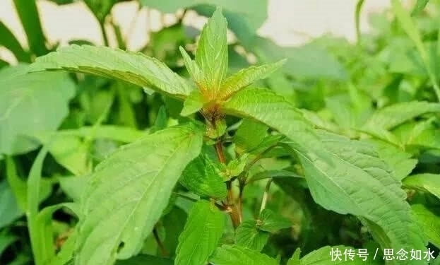 图片来源网络|这种野菜不能吃,泡水喝却有神奇的保健作用,可惜知道的人不多