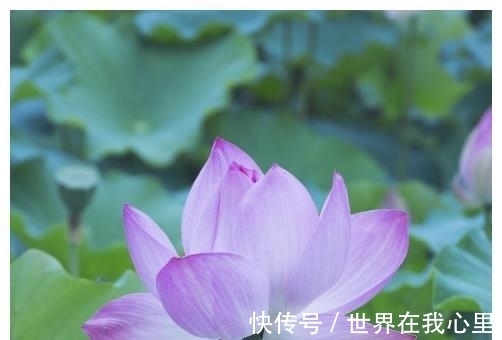 飞莲|8月下旬，吉星照耀，4大生肖兴家业、发大财，未来前途无忧