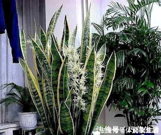 春养虎皮兰,4点“伺候好”,才能长高高,开花特仙气,好运临门!